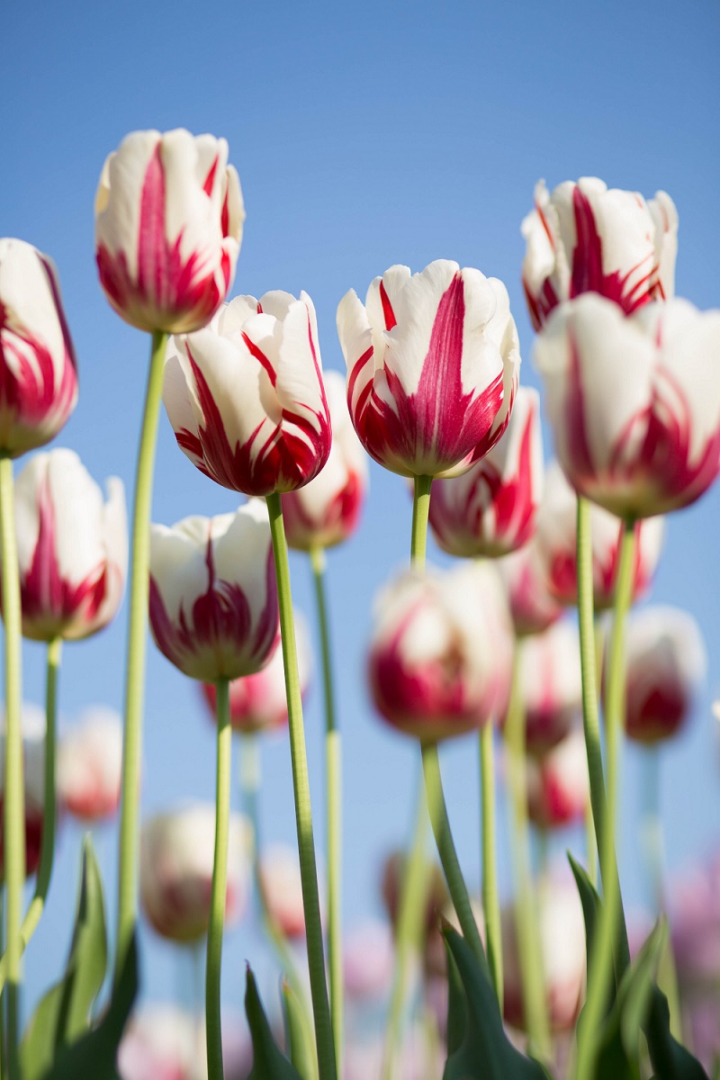 Spring Tulips