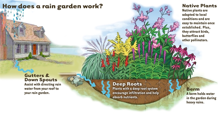 How to Build a Rain Garden to Filter Run - Off (and keep your foundation  dry!) - Cellar Door Home Inspection